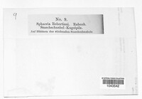 Coleroa robertiani image